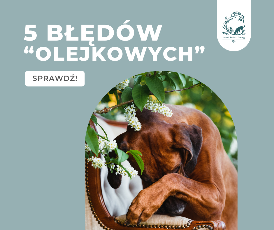 Pies zakrywający nos - 5 najczęstszych błędów w używaniu olejków eterycznych dla psów i kotów.