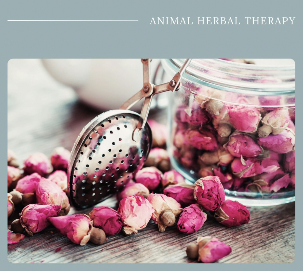 Suszone pączki róży